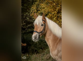 Edelbluthaflinger, Jument, 4 Ans, 146 cm, Bai clair