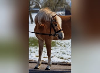 Edelbluthaflinger, Jument, 4 Ans, 146 cm, Palomino