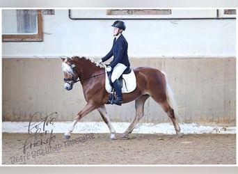 Edelbluthaflinger, Jument, 4 Ans, 147 cm, Alezan