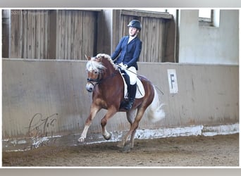 Edelbluthaflinger, Jument, 4 Ans, 147 cm, Alezan