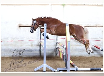 Edelbluthaflinger, Jument, 4 Ans, 147 cm, Alezan