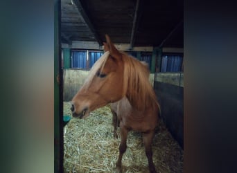 Edelbluthaflinger, Jument, 4 Ans, 149 cm, Alezan