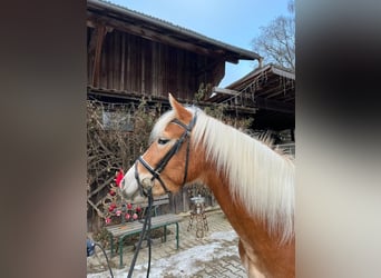 Edelbluthaflinger, Jument, 5 Ans, 144 cm, Alezan