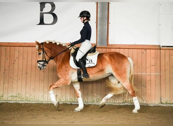 Edelbluthaflinger, Jument, 6 Ans, 148 cm, Alezan