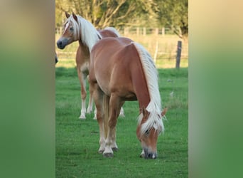 Edelbluthaflinger, Jument, 7 Ans, 146 cm, Alezan