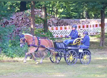 Edelbluthaflinger, Jument, 7 Ans, 148 cm, Alezan