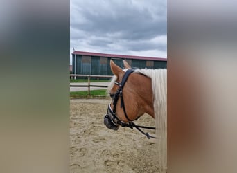 Edelbluthaflinger, Jument, 7 Ans, 151 cm, Alezan