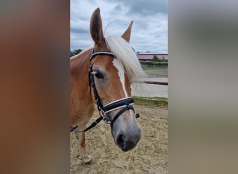Edelbluthaflinger, Jument, 7 Ans, 151 cm, Alezan