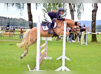 Edelbluthaflinger, Jument, 7 Ans