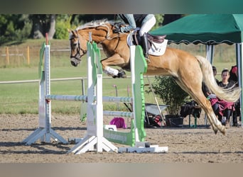 Edelbluthaflinger, Jument, 8 Ans, 153 cm, Alezan