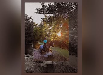 Edelbluthaflinger, Jument, 8 Ans, 153 cm, Alezan