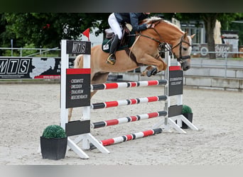 Edelbluthaflinger, Jument, 8 Ans, 153 cm, Alezan