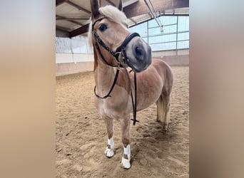 Edelbluthaflinger, Jument, 9 Ans, 150 cm, Alezan