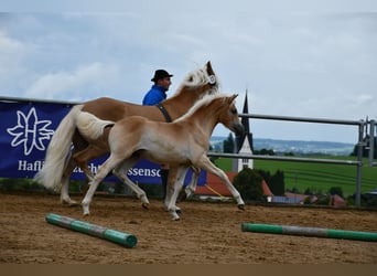 Edelbluthaflinger, Jument, Poulain (04/2025), 112 cm, Alezan