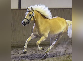 Edelbluthaflinger, Klacz, 10 lat, 151 cm, Kasztanowata