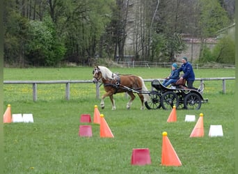 Edelbluthaflinger, Klacz, 16 lat, 148 cm, Kasztanowata