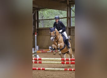 Edelbluthaflinger, Klacz, 18 lat, 144 cm, Kasztanowata