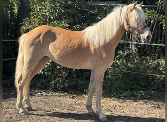 Edelbluthaflinger, Klacz, 1 Rok, 133 cm, Kasztanowata