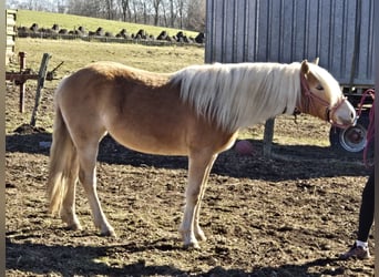 Edelbluthaflinger, Klacz, 2 lat, 155 cm, Kasztanowata