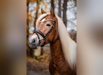 Edelbluthaflinger, Klacz, 3 lat, 147 cm, Kasztanowata