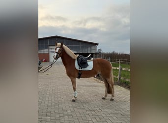 Edelbluthaflinger, Klacz, 3 lat, 149 cm, Kasztanowata