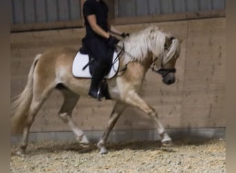 Edelbluthaflinger, Klacz, 3 lat, 150 cm, Kasztanowata