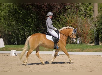 Edelbluthaflinger, Klacz, 4 lat, 146 cm, Kasztanowata