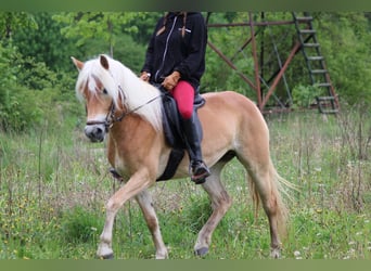 Edelbluthaflinger, Klacz, 4 lat, 147 cm, Kasztanowata