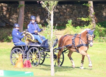 Edelbluthaflinger, Klacz, 6 lat, 148 cm, Kasztanowata