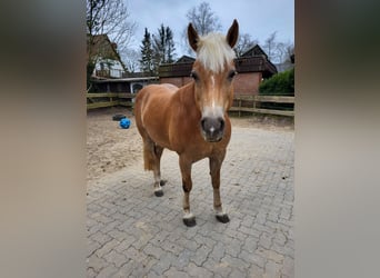 Edelbluthaflinger, Klacz, 6 lat, 148 cm, Kasztanowata