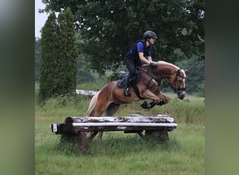 Edelbluthaflinger, Klacz, 7 lat, 148 cm, Kasztanowata