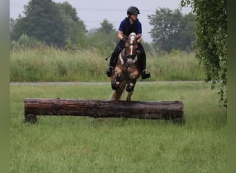 Edelbluthaflinger, Klacz, 7 lat, 148 cm, Kasztanowata