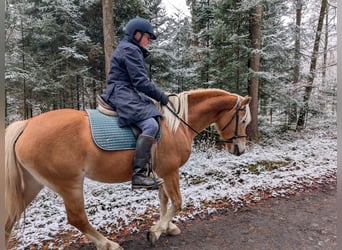 Edelbluthaflinger, Klacz, 7 lat, 149 cm, Kasztanowata