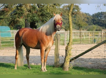 Edelbluthaflinger, Klacz, 7 lat, 150 cm, Kasztanowata
