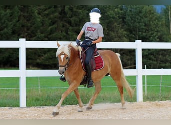 Edelbluthaflinger, Klacz, 8 lat, 145 cm, Kasztanowata