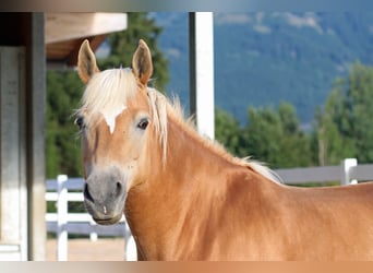 Edelbluthaflinger, Klacz, 8 lat, 145 cm, Kasztanowata