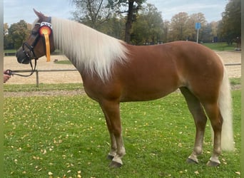 Edelbluthaflinger, Klacz, 9 lat, 148 cm, Cisawa