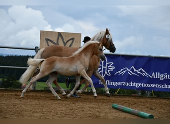 Edelbluthaflinger, Klacz, Źrebak (04/2025), 112 cm, Kasztanowata