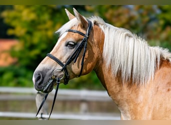 Edelbluthaflinger, Mare, 10 years, 14.3 hh, Chestnut-Red