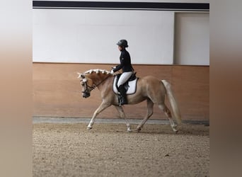 Edelbluthaflinger, Mare, 10 years, 14.3 hh, Chestnut-Red