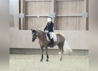 Edelbluthaflinger, Mare, 10 years, 14,1 hh, Chestnut-Red
