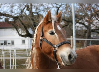 Edelbluthaflinger, Mare, 12 years, 14,1 hh