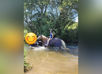 Edelbluthaflinger, Mare, 12 years, 14.2 hh