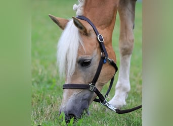Edelbluthaflinger, Mare, 12 years, 14.2 hh