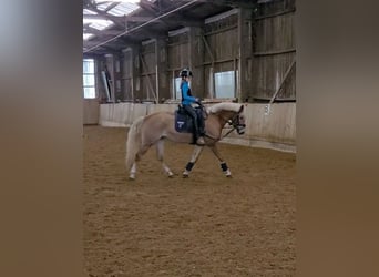 Edelbluthaflinger, Mare, 12 years, 14.2 hh