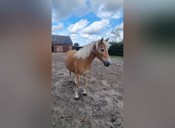 Edelbluthaflinger, Mare, 12 years, 14 hh, Chestnut-Red