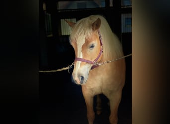 Edelbluthaflinger, Mare, 13 years, 14,2 hh, Chestnut-Red