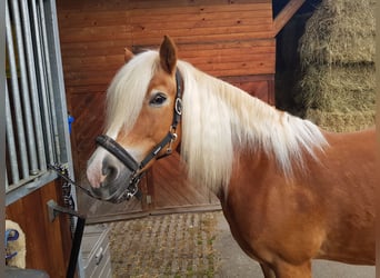 Edelbluthaflinger, Mare, 15 years, 14,2 hh, Chestnut-Red