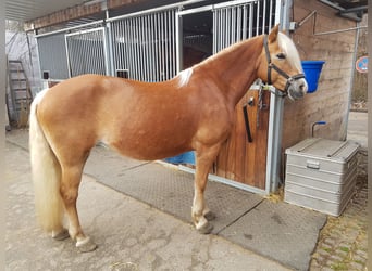 Edelbluthaflinger, Mare, 15 years, 14,2 hh, Chestnut-Red