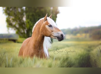Edelbluthaflinger, Mare, 15 years, 14,1 hh, Chestnut-Red